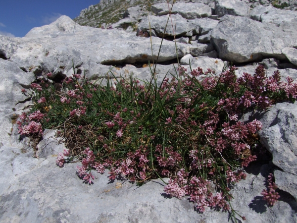 Fioriture in quota